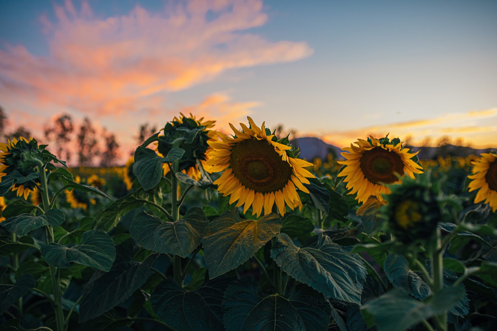 Marina Montoya - Unsplash